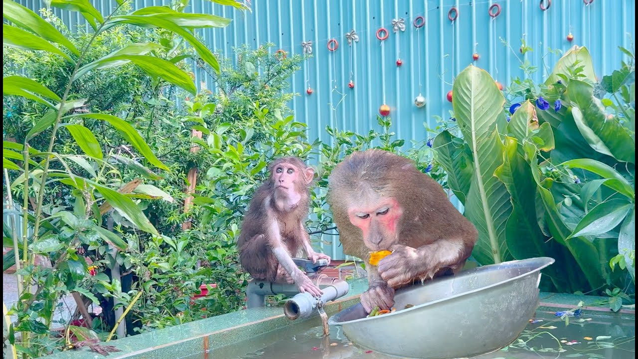 The monkeys with distant eyes, remembering their grandfather