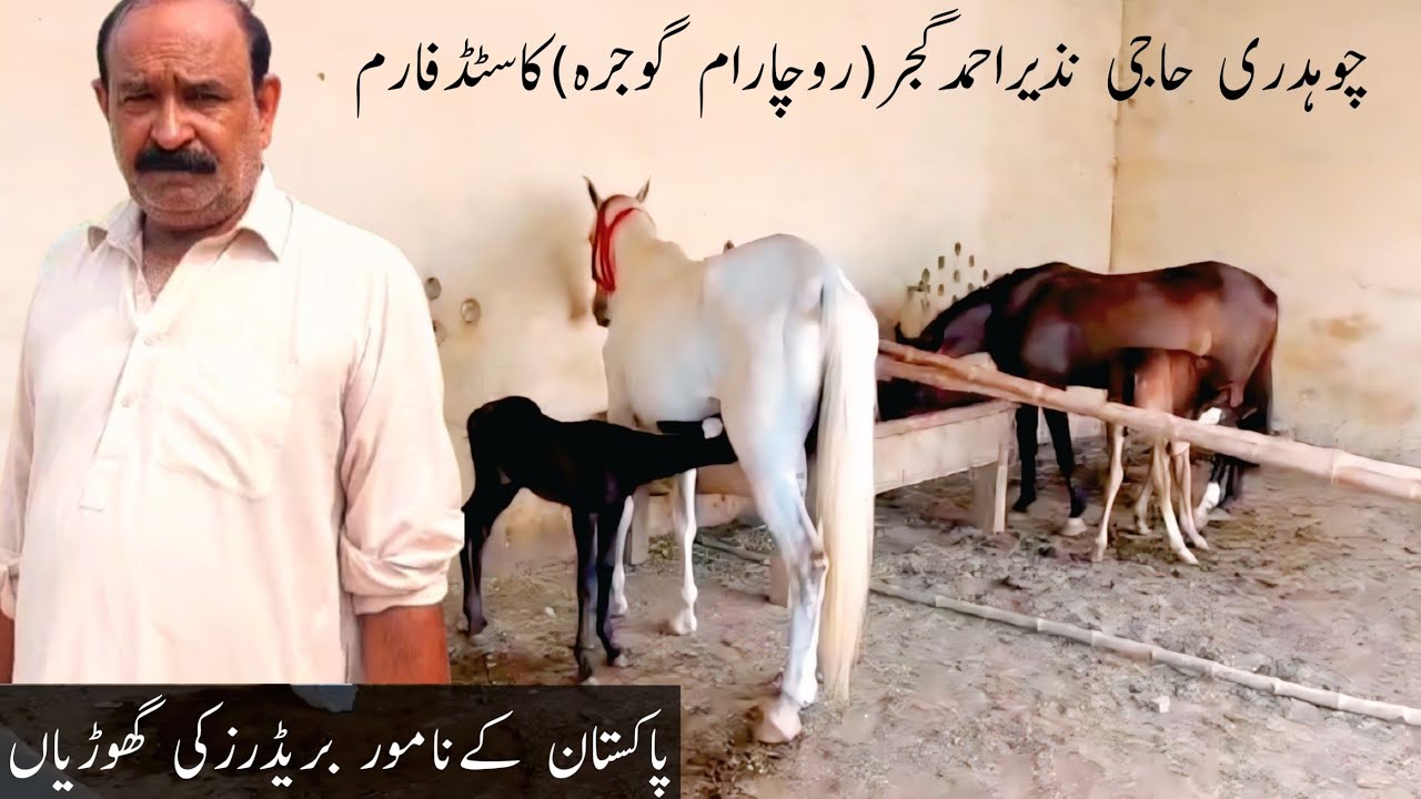 Gorgeous Desi Breeder Mares of Pakistan | Top Horse Stud Farm Tour