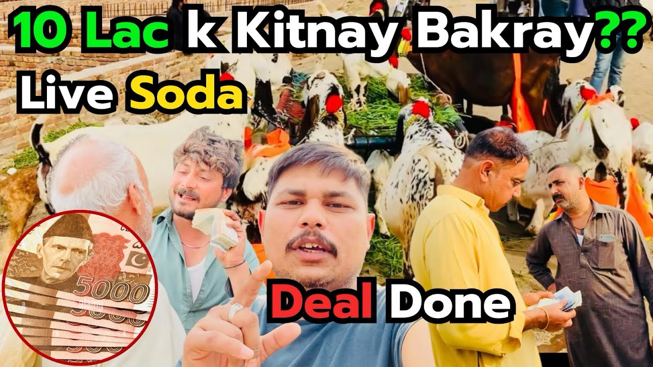 📌 Title:10 Lac Ke Bakray 🐐 | LIVE Deal Done | Mandi Update