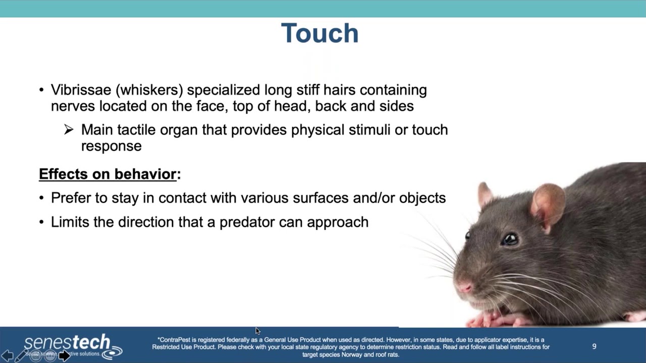 Rats and Bait, Why the Mystery Webinar