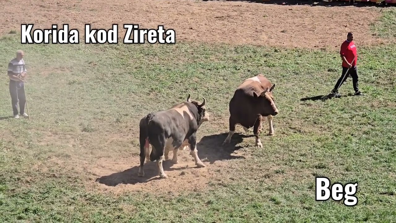 Korida kod Zireta, 7. Borba TARZO - PERAN 