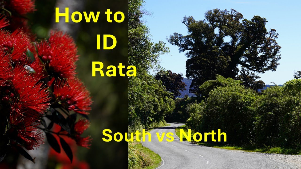 Northern Rata vs Southern Rata (Metrosideros robusta vs M. umbellata)