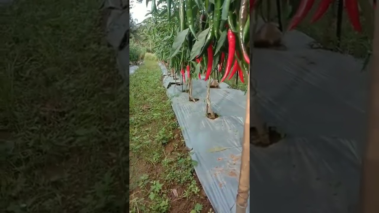 budidaya cabe merah besar berbuah sangat lebat #caberawit #shorts