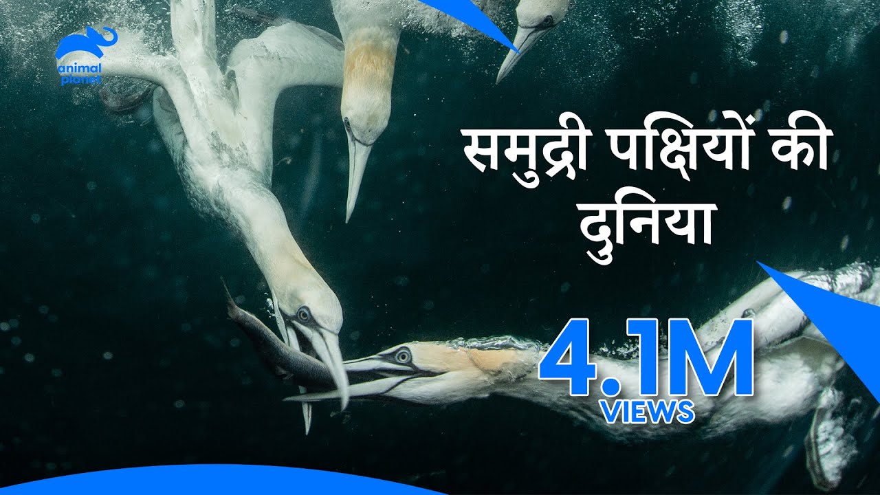 #Seabird's deadliest plunge into the sea | समुद्री पक्षियों के घातक गोते | Animal Planet India