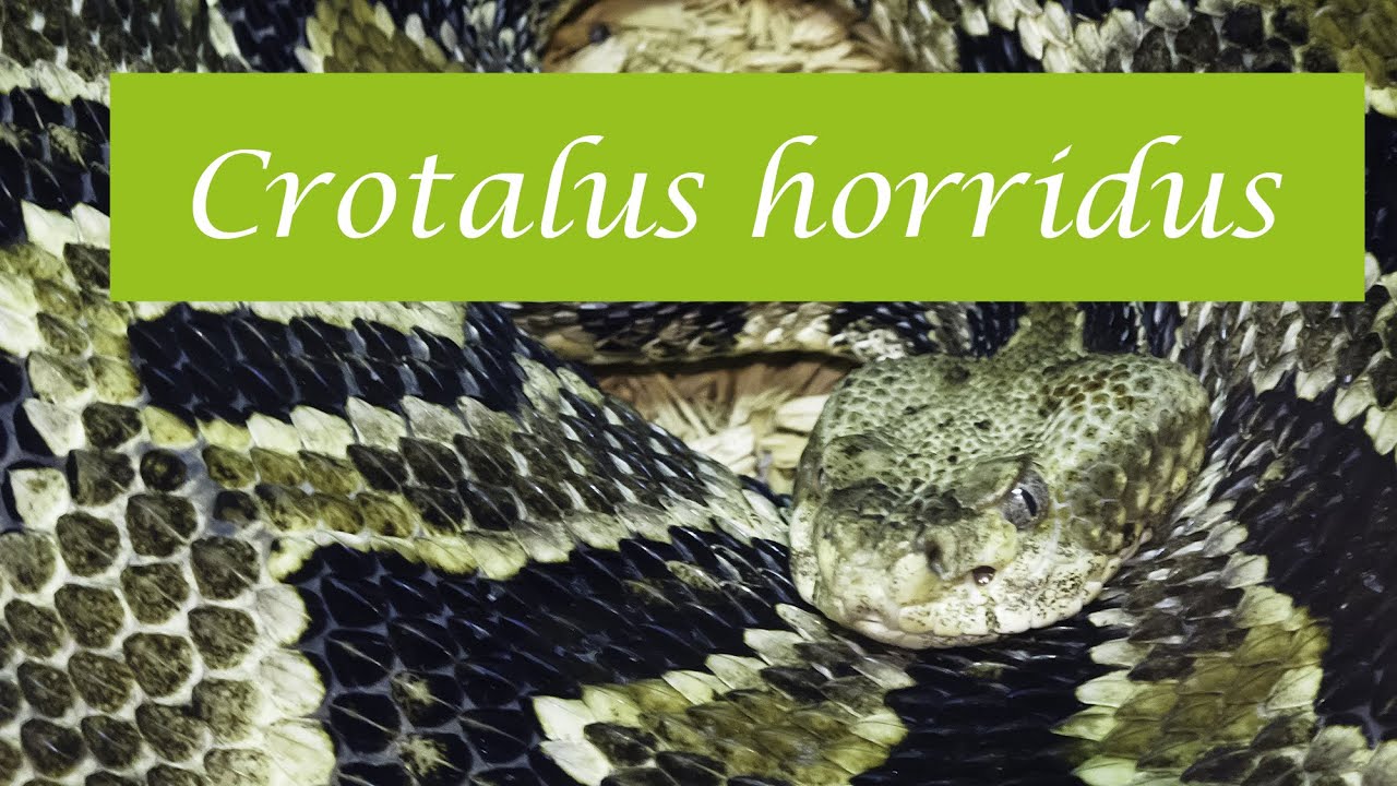 Crotalus horridus - Waldklapperschlange - Weil man ohne Vertrauen keine Ruhe findet...