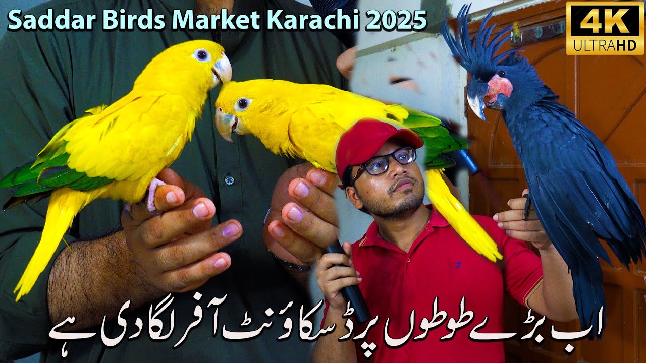 Saddar Exotic Parrots and Birds Market Karachi 2025 | Unique and Rare Parrots At Rozi Khan Shop