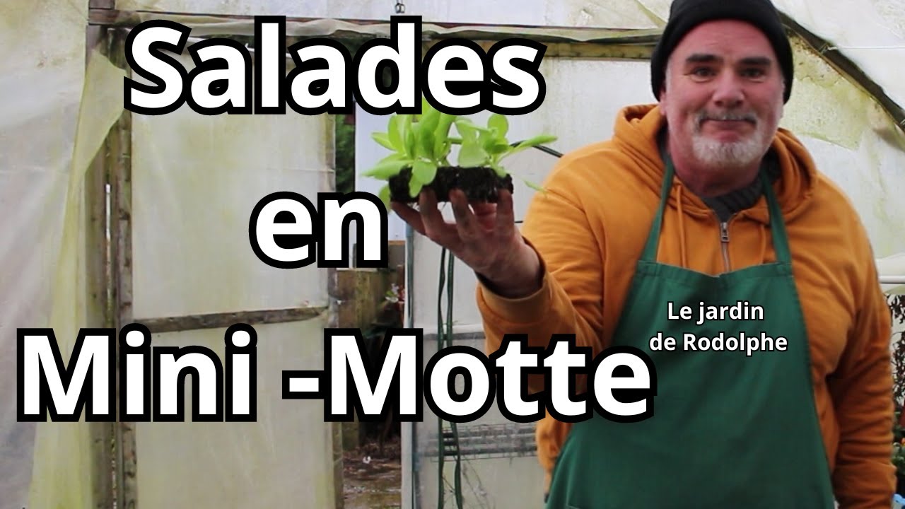 Plantez avec succès vos salades en mini-mottes !