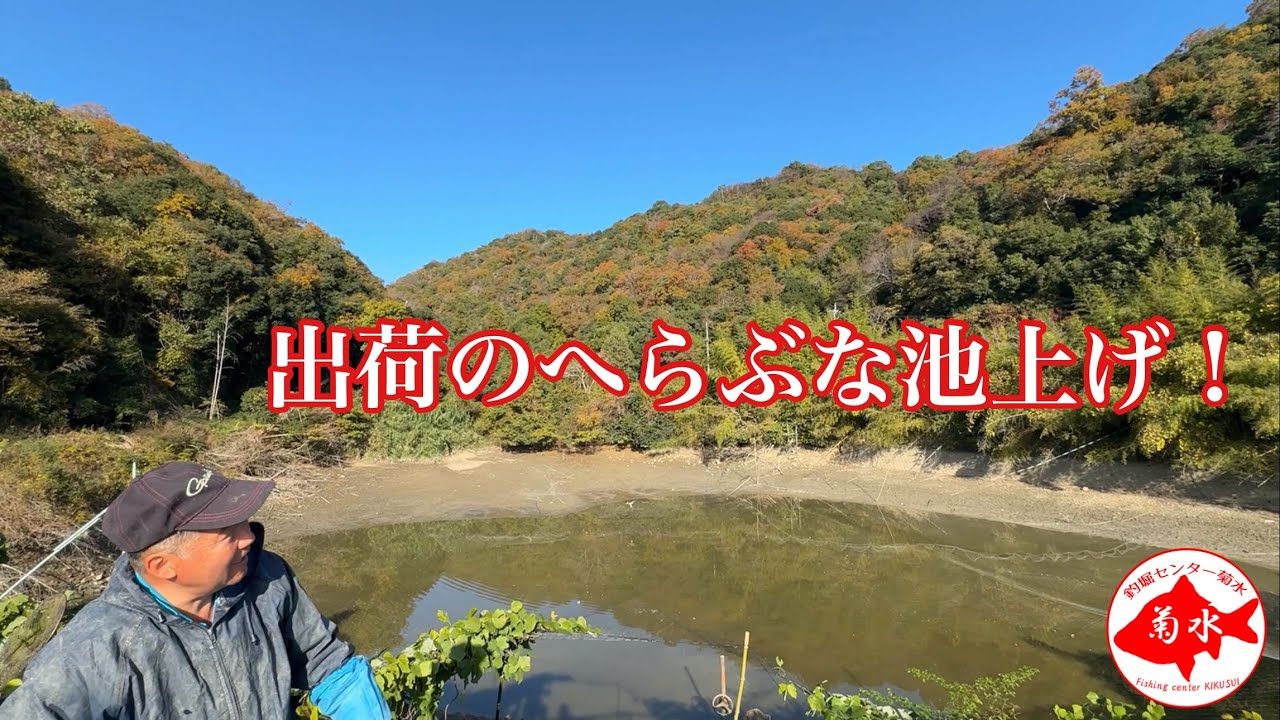 釣堀　菊水　出荷のへらぶなを池上げ！！