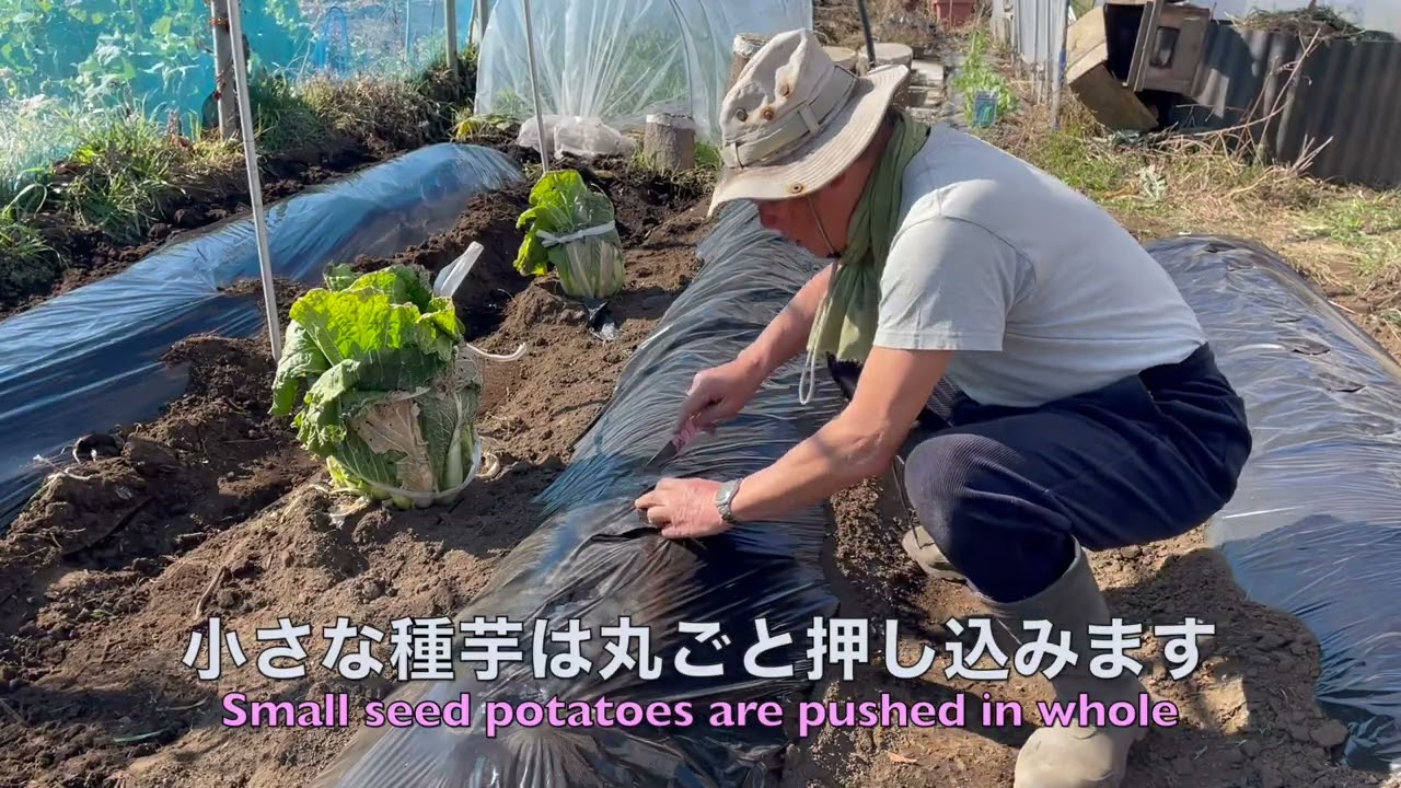菜園だより260202男爵植え付け