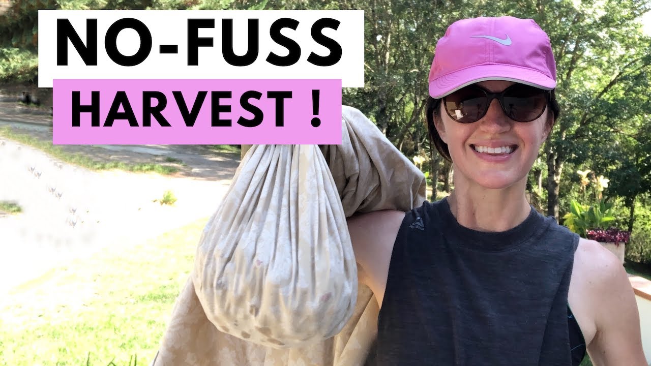 Plum Harvest - How to Harvest Plums and Cherries FAST!