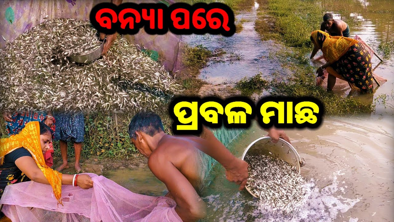 ବନ୍ୟା ପରେ ଧରିଲୁ ପ୍ରବଳ ମାଛ || Odia Family Vlog || Tapan Sanju Family Vlog