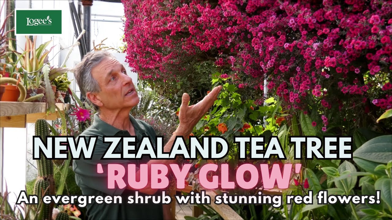 Radiant Beauty: New Zealand Tea Tree 'Ruby Glow'