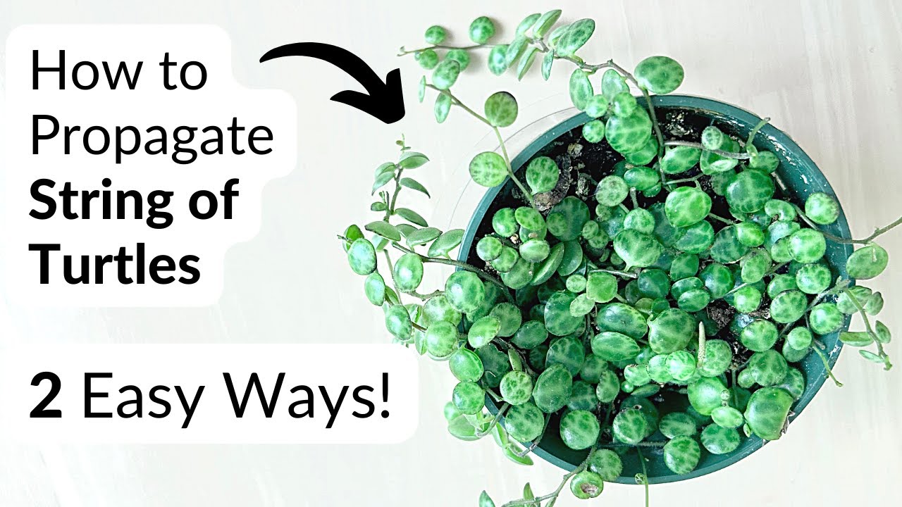 2 простых способа РАЗМНОЖЕНИЯ веретенных черепах! 🐢🌿