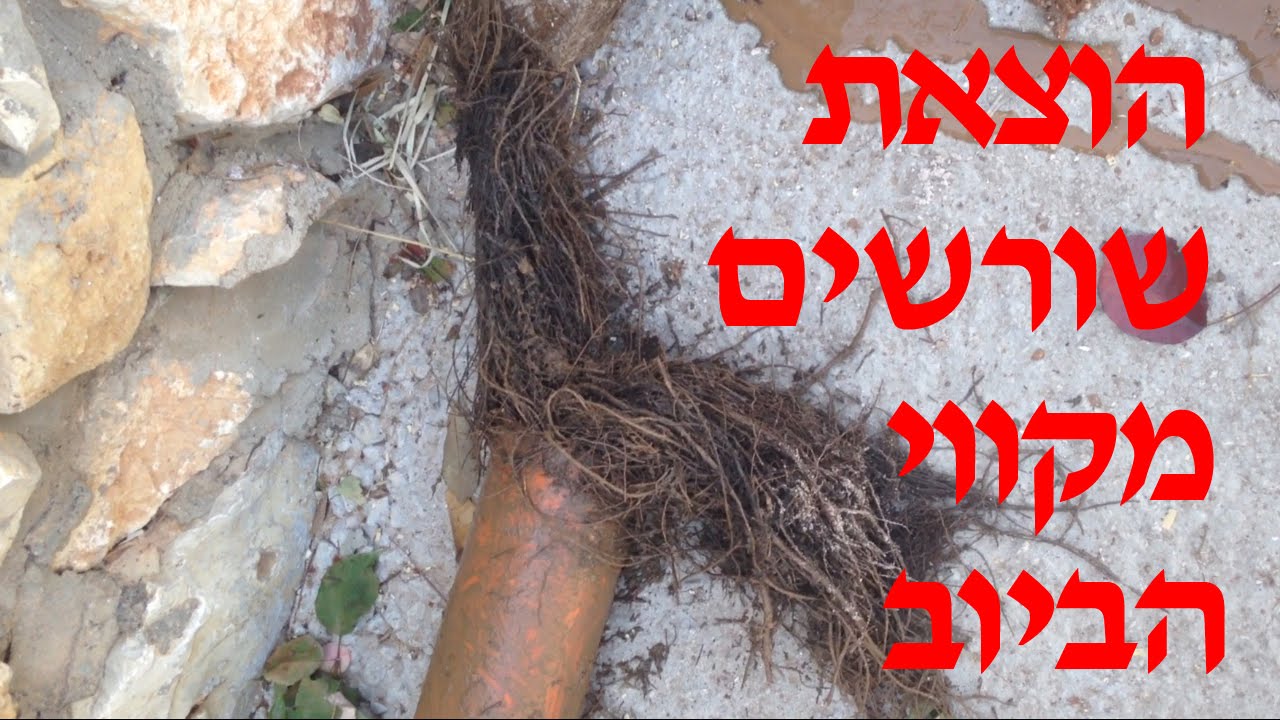 שורשים בביוב   טיפול בשורשים   הוצאת השורשים מהביוב
