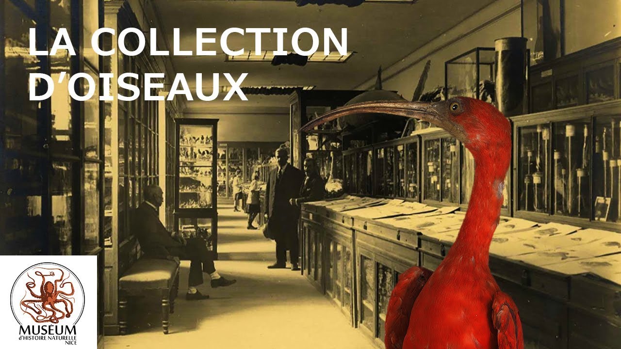 La collection d'oiseaux du Muséum de Nice
