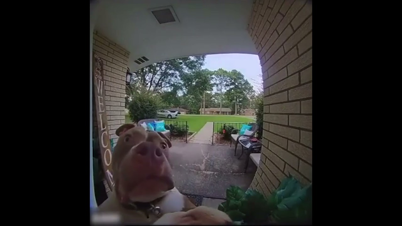 Smart Dog Rings Doorbell! Funny and Amazing Moment 🐶🔔