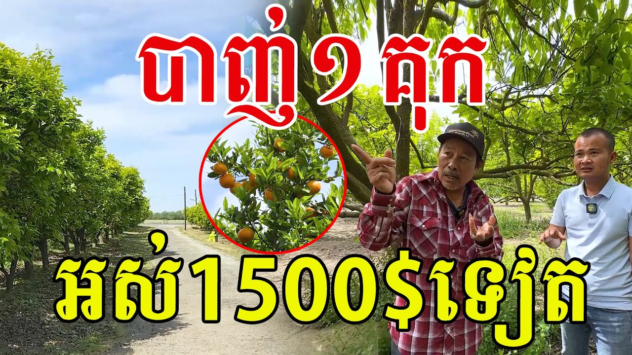 មិនធម្មតាពូ ចម្ការខ្មែរនៅអាមេរិក ដំណាំគ្រប់សព្វ