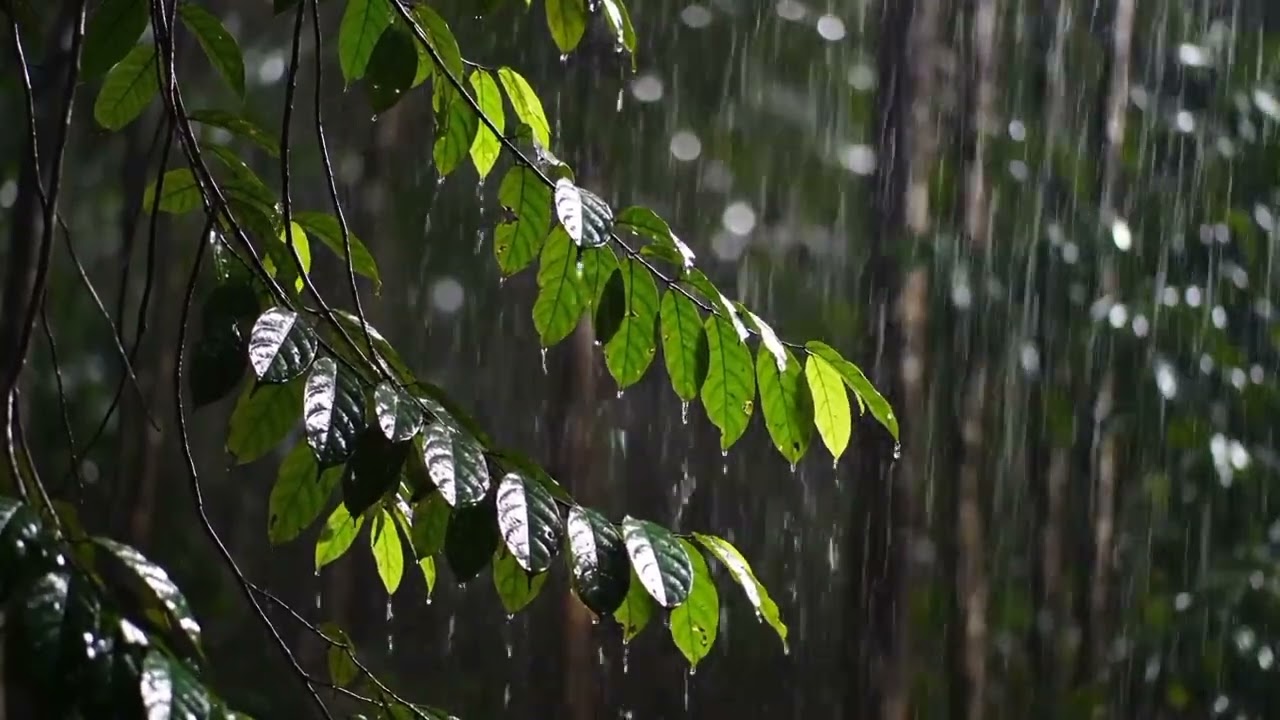 Tropical Forest Rain on Leaves Night Rain ASMR for Deep Sleep & Relaxation