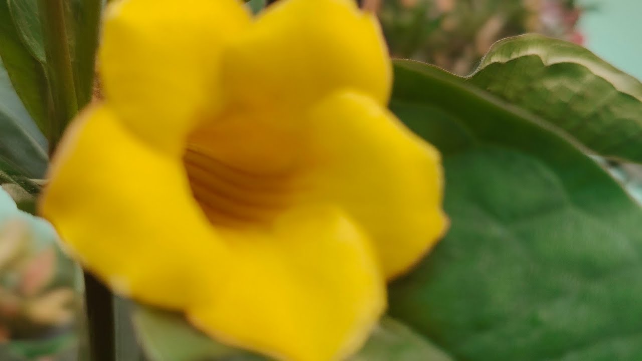 নিশাৰ শান্ত মুহূৰ্তত লাইভ আড্ডা ✨