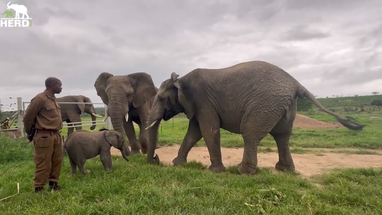 Tears of Happiness as Lundi Accepts Baby Elephant Orphan, Phabeni