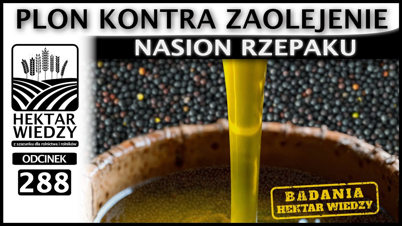 WYNIKI DOŚWIADCZEŃ | PLON KONTRA ZAOLEJENIE NASION RZEPAKU. | ODCINEK 288