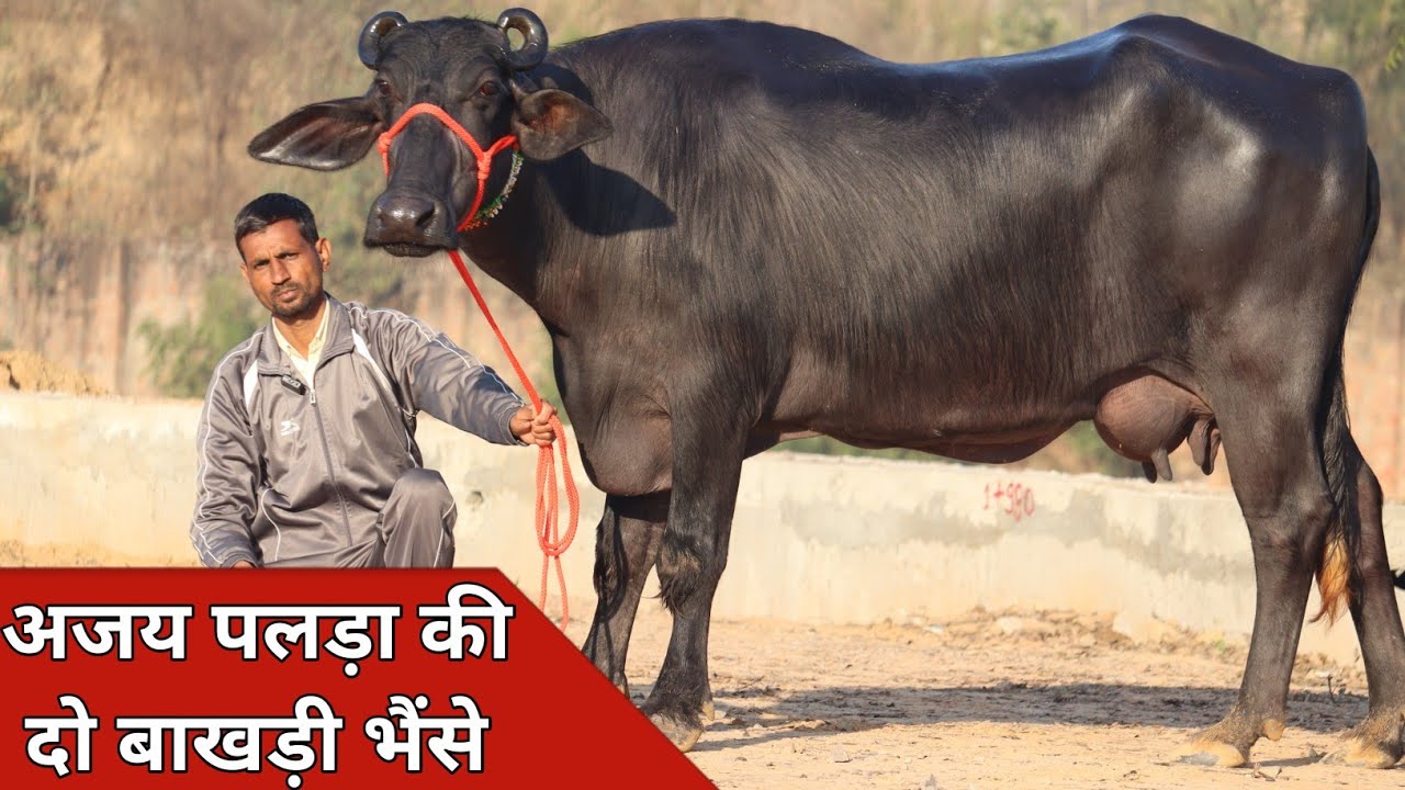 अजय पलड़ा की दो बाखड़ी भैंसे, बिक्री के लिए उपलब्ध | Rajput Dairy Farm (9953460202)