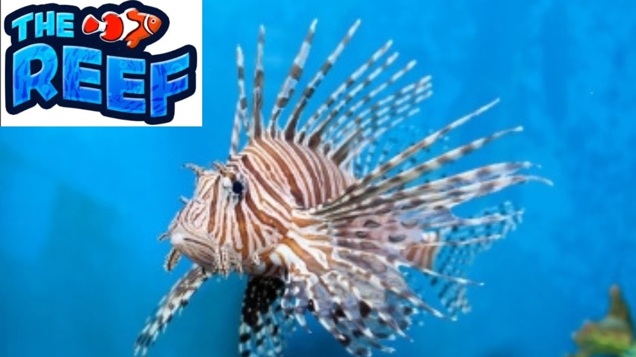 Red lion Fish Remodel + New Skins In The Reef  -  Roblox