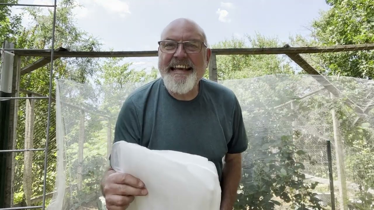 PROTECTING MY BLACKBERRIES FROM THE BIRDS!