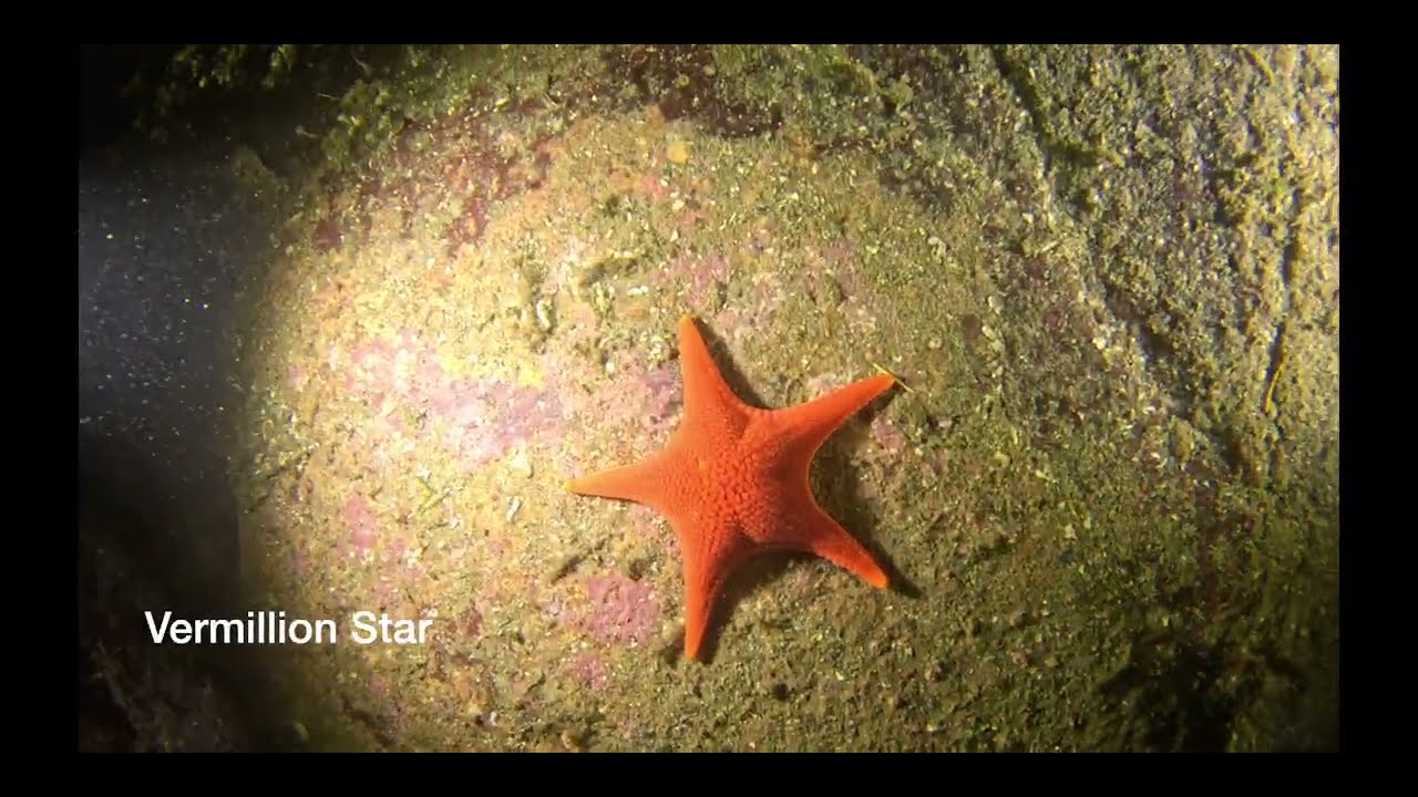 Whytecliff Islet Night Dive - Nov. 14