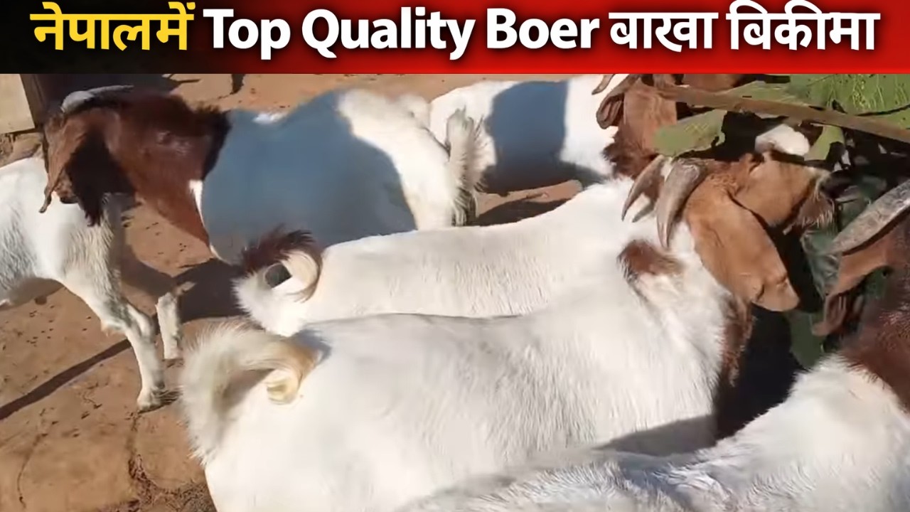 नेपालमै स्वस्थ बोअर बाख्रा, सीमित स्टक आजै सम्पर्क गर्नुहोस्:9847673850 // Boer goat for sale Nepal