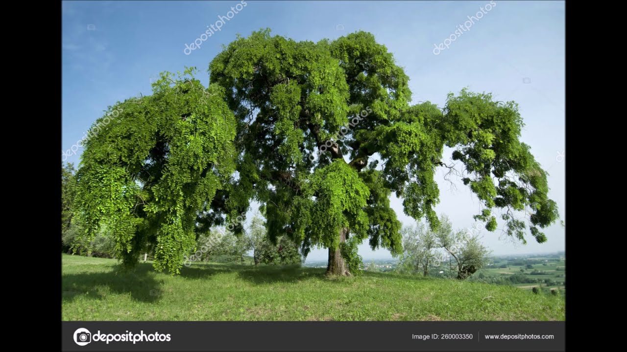 Notre choix d'arbres et d'arbustes mellif&egrave;res et notre nouvelle serre !