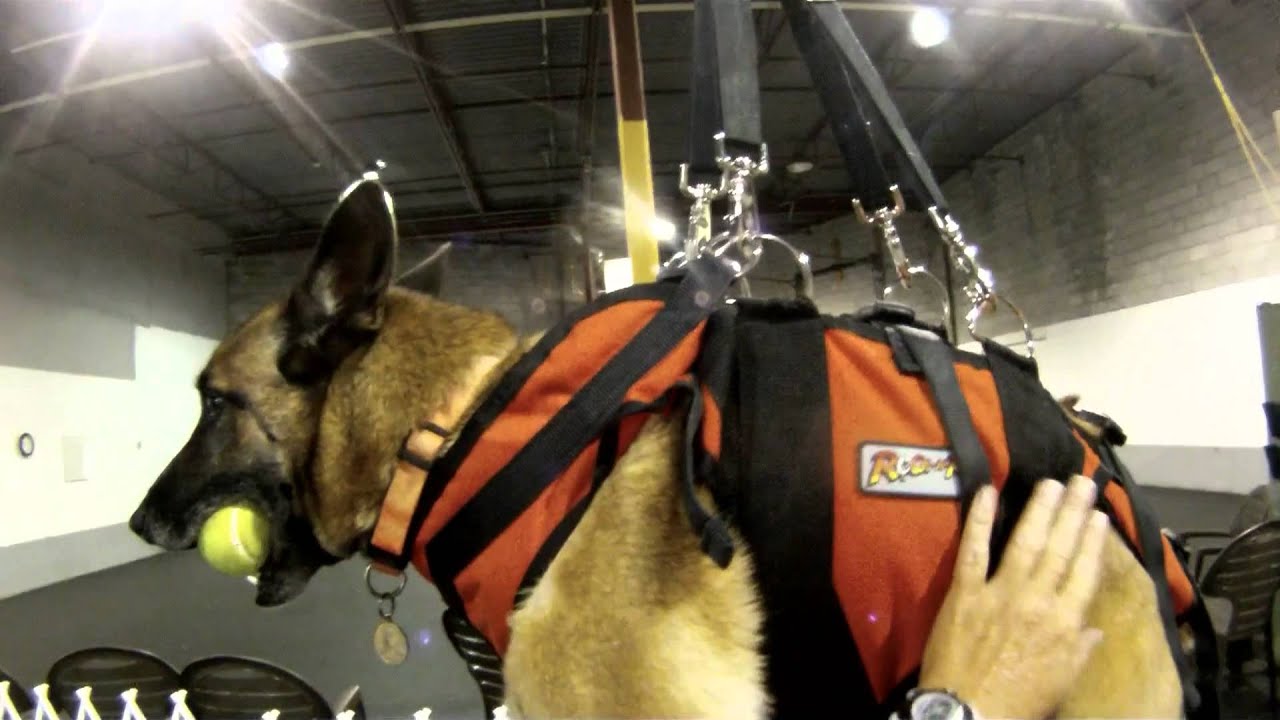K9 Rappel Training - Day 1