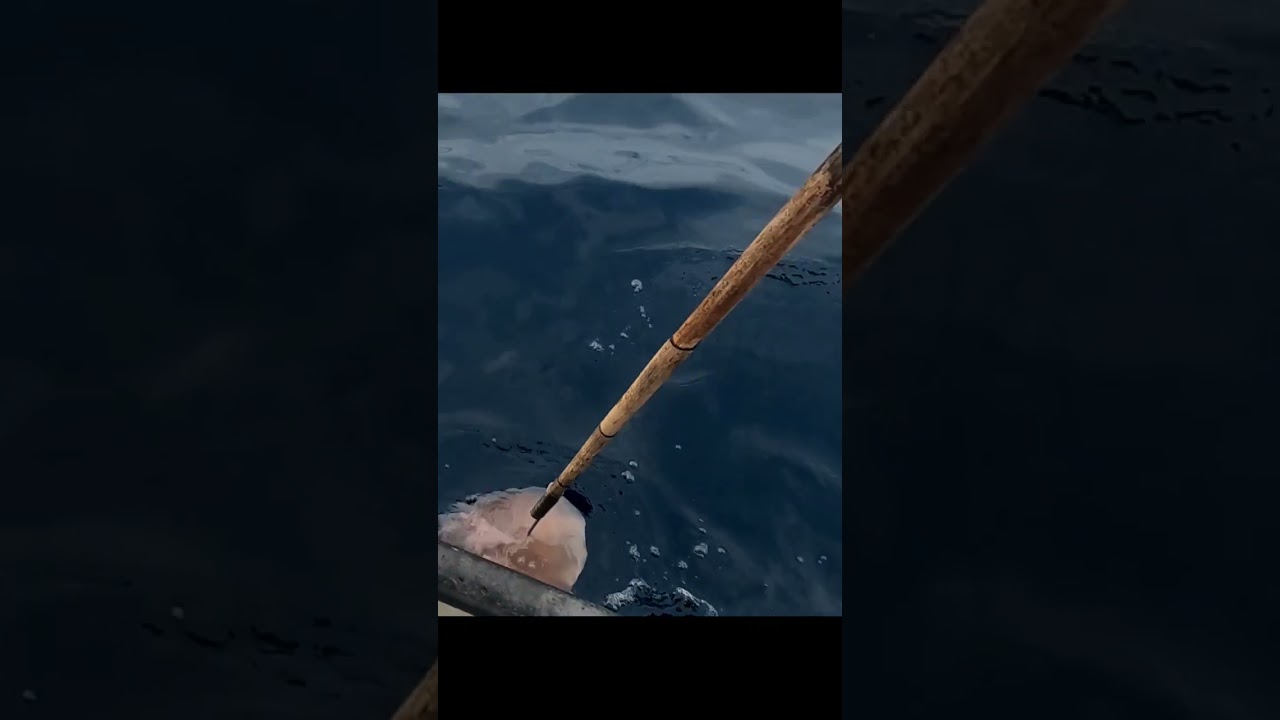 obor obor jellyfish #shorts #fishing #mancing #mancingmania #survival #fish #nelayan #angler