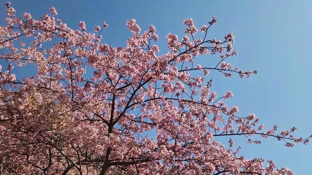 河津桜見がてら松田山2026.02.21