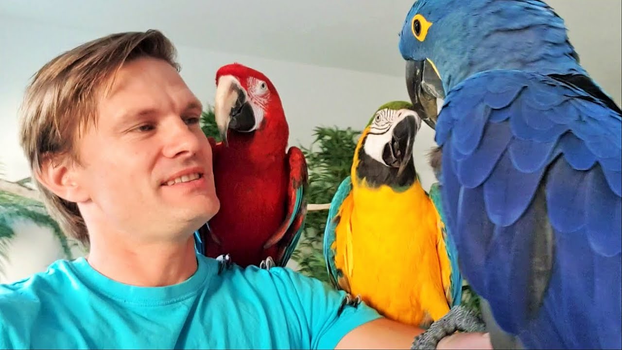 398 - Jak stříhat drápky papouškům kakadu (2. díl série)