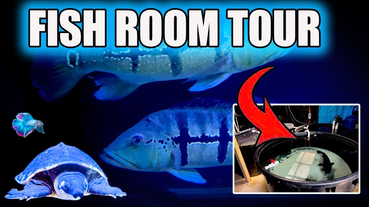 FISH ROOM TOUR ~ Fish I Never Show! HUGE MURRAY COD!