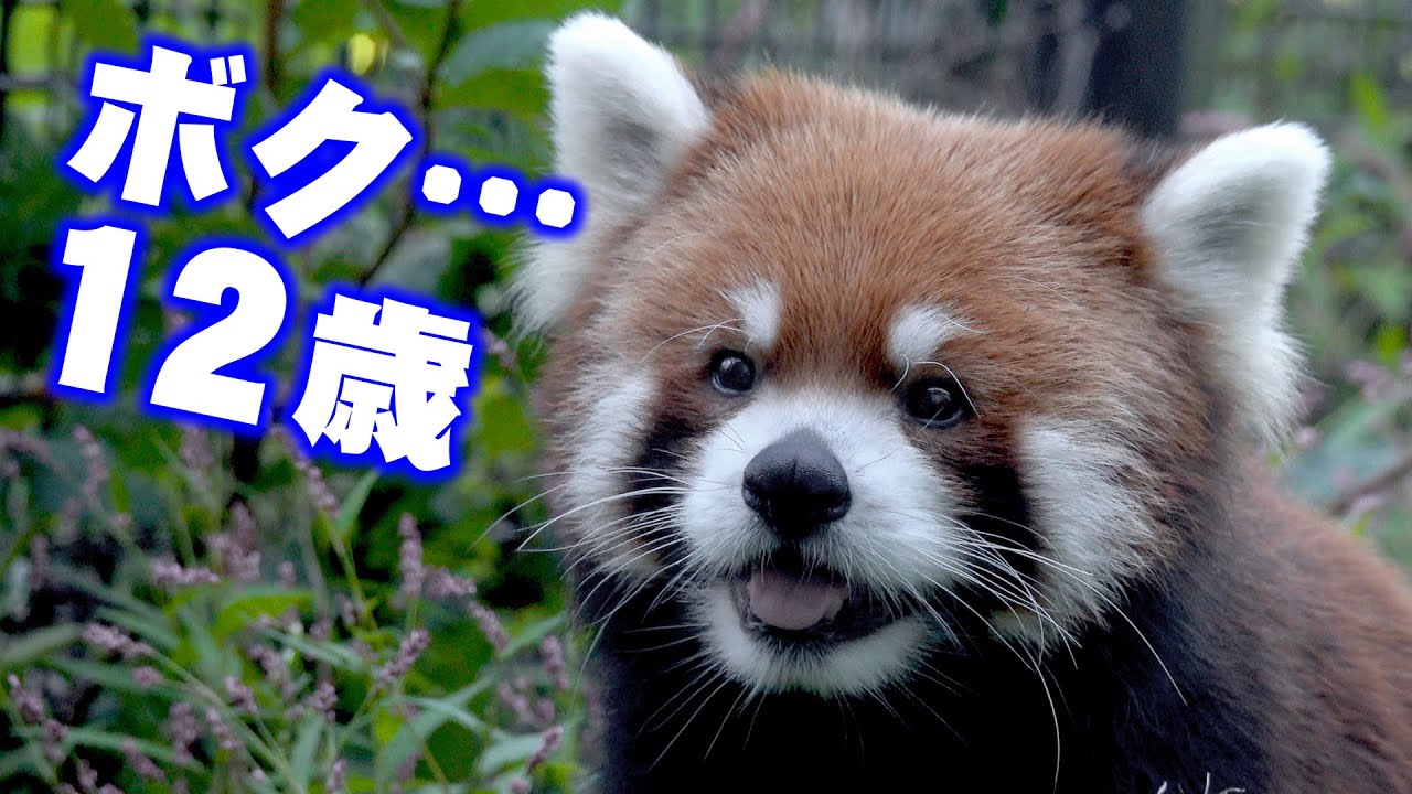 【円山動物園のレッサーパンダ】ハッピーバースディエイタ Happy Birthday EITA