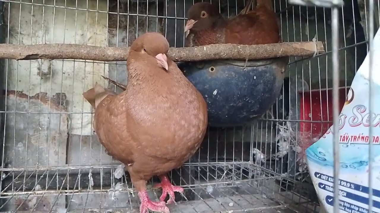 Cập nhật trồng cây và chăn nuôi chim bồ câu 