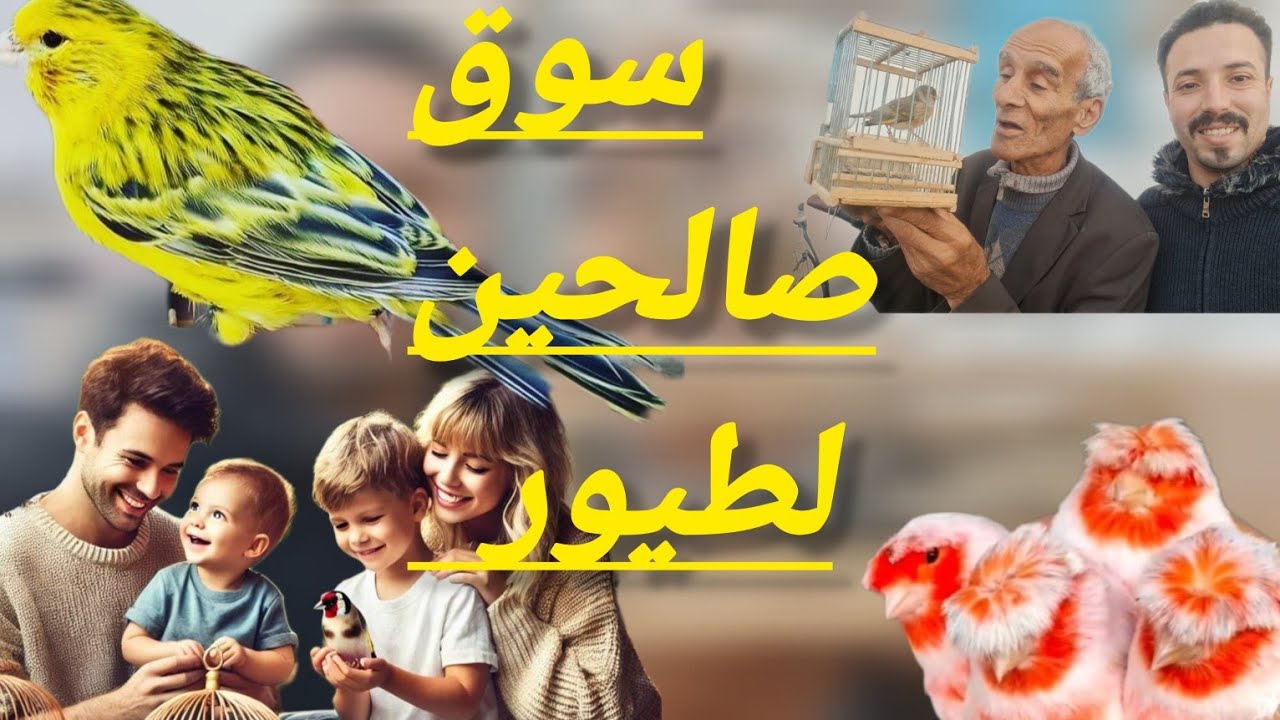 جديد سوق طيور دوار بمدينة سلا أثمنة جميع طيور زينة و مغردة و سوق قريعة #قطط_صغيرة #أسماك زينة #كناري
