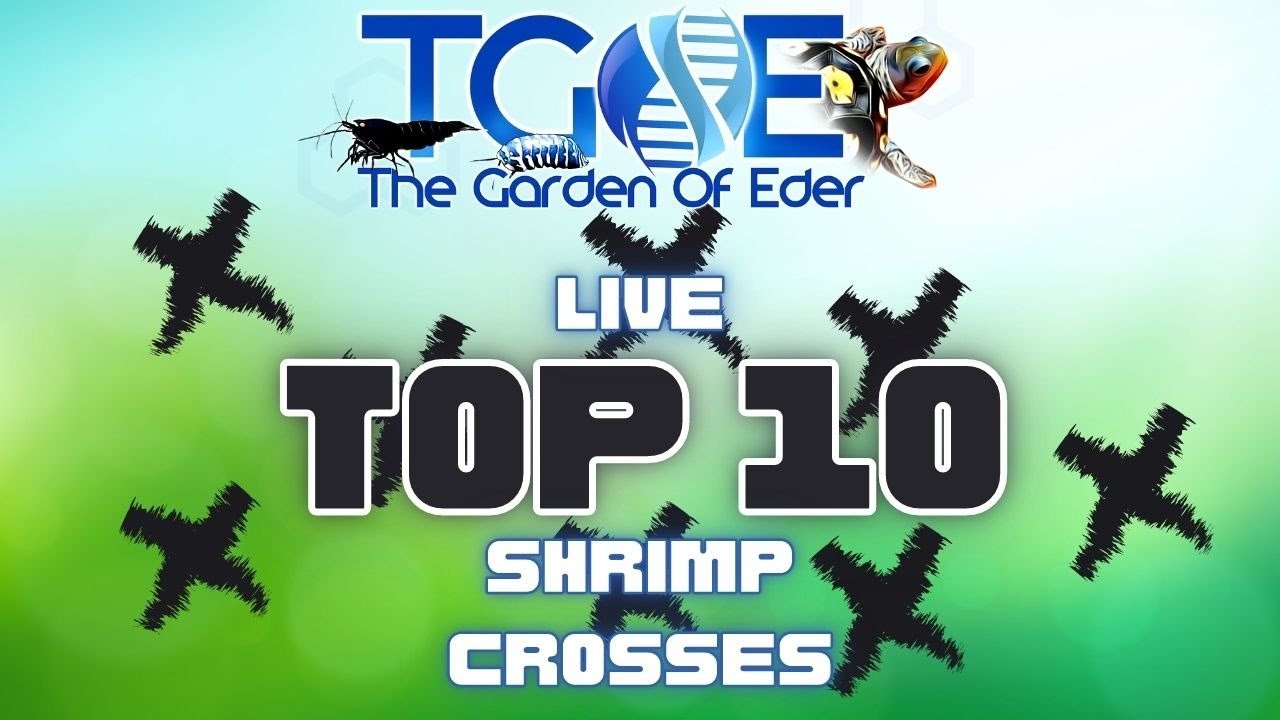 Top 10 Shrimp Crosses