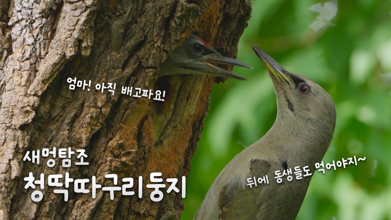 [자막] 흔치 않은 등산로 옆 청딱따구리둥지. 경계심 강한 녀석들이 무슨일로? #birdswatching #wildlife #wildphotography #산책#탐조#서울#상도동