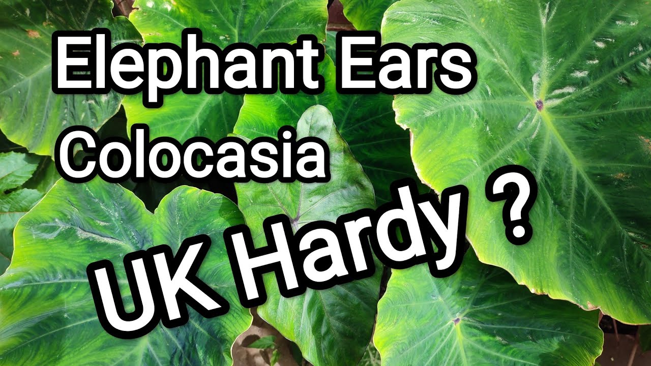 Growing Elephant Ears, Colocasia in a Cool Climate