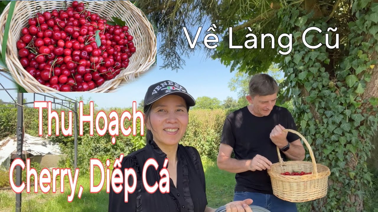 Về làng cũ thu hoạch cherry đỏ, đào rau diếp cá | Người Việt ở Đức | Cuộc sống ở Đức