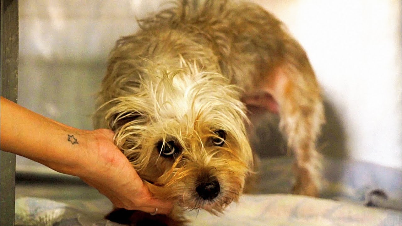 Perrita perdida en inundaciones es adoptada por una familia maravillosa