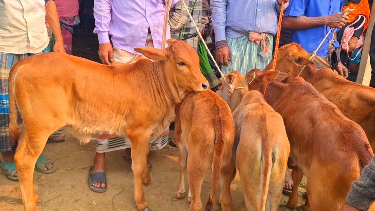 @আজ ২২ জানুয়ারি