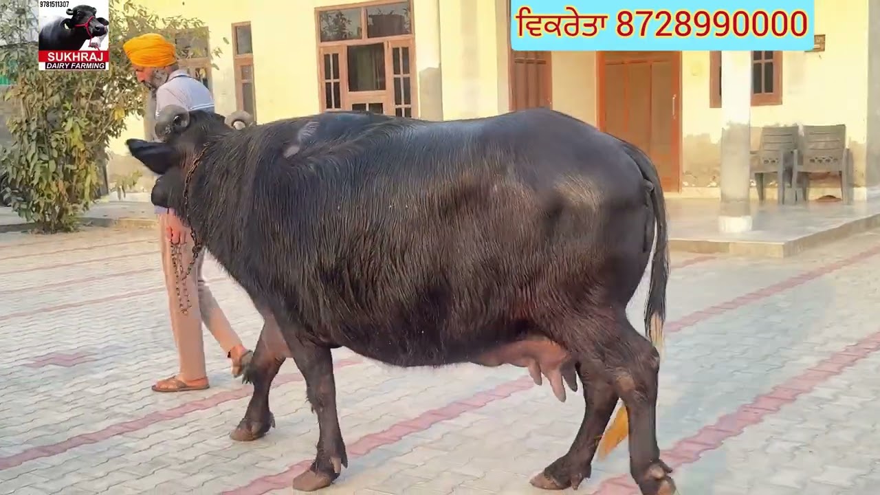 ਘਰੇਲੂ ਪਰਿਵਾਰ ਕੋਲ ਗੱਭਣ ਮੱਝ ਵਿਕਾਊ ਸੋਹਣੇ ਥਣ ਹਵਾਨੇ ਵਾਲੀ #sukhrajdairyfarming 