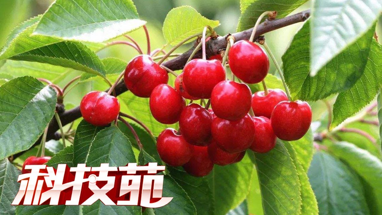 枝枝都挂满果子！每亩高达222棵的樱桃园到底藏着什么种植秘诀，能让满树都是红樱桃！|「科技苑」20170816