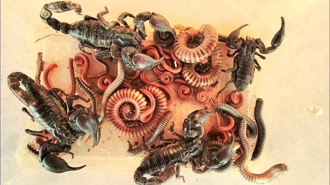 Wow I Catch big Scorpion red Spotted millipede white Millipedes black Millipedes 