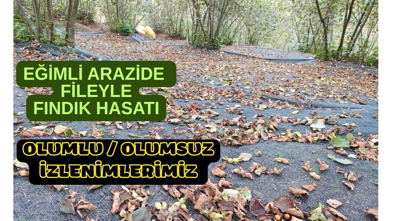 FINDIK HASAT FİLESİ Konusunda İlk Yıl İzlenimlerimiz !!