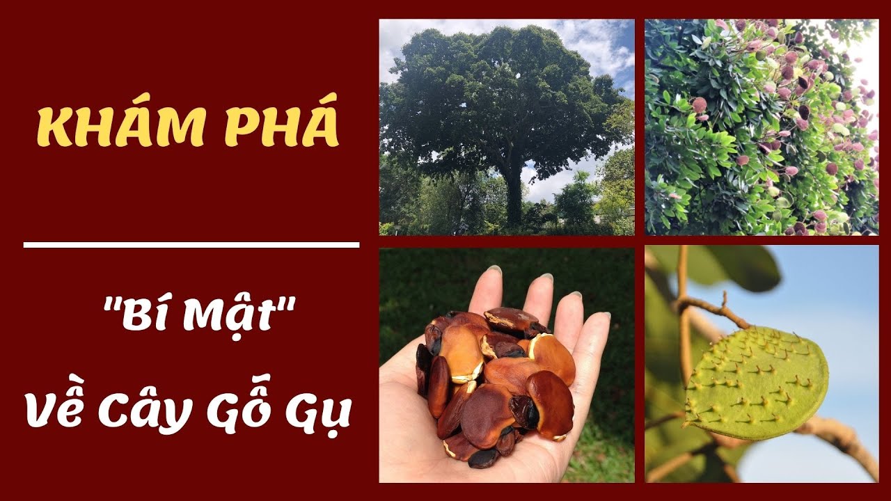 Gỗ Gụ L&agrave; G&igrave;? Bạn C&oacute; Biết Những Kiến Thức N&agrave;y Về C&acirc;y Gỗ Gụ? Đồ Gỗ Đỗ Tĩnh